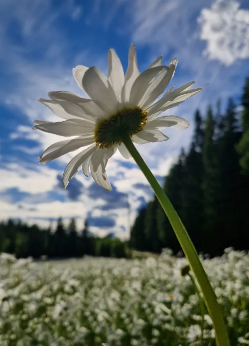 Päivänkakkarat