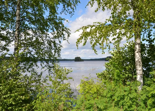 Suomalainen maisema järvelle vihreiden oksien läpi
