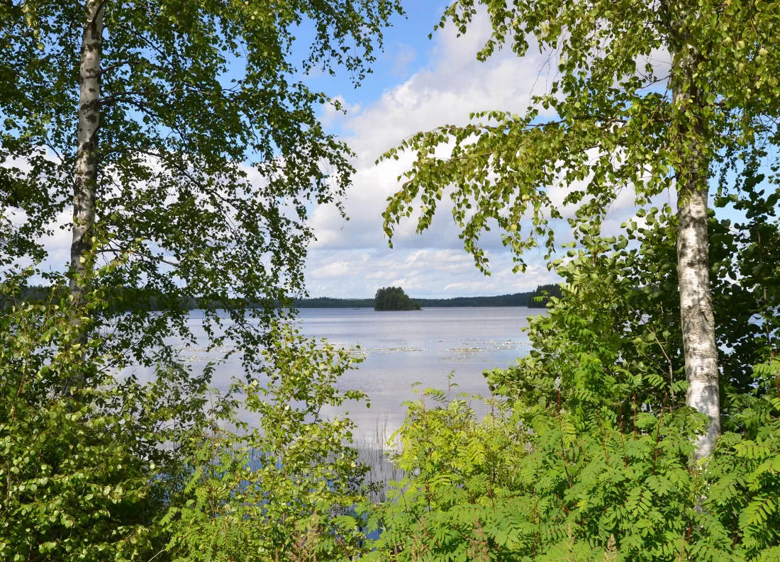 Suomalainen maisema järvelle vihreiden oksien läpi
