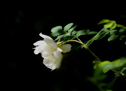 Valkea ruusu