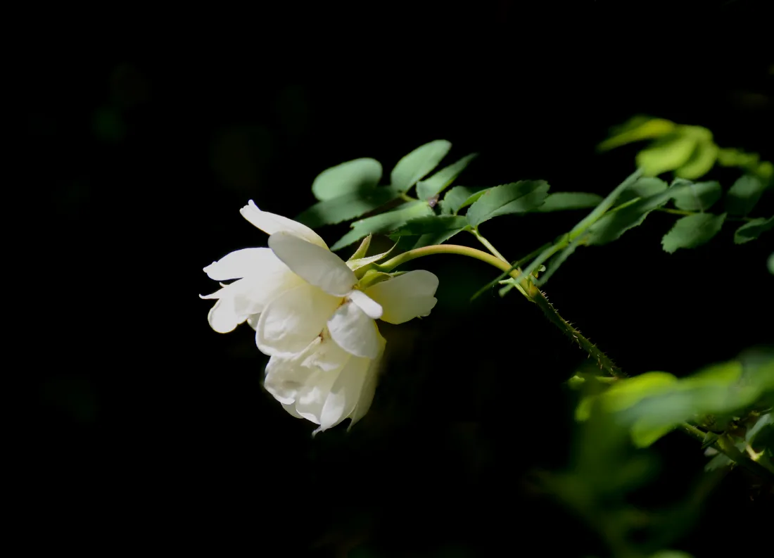 Valkea ruusu