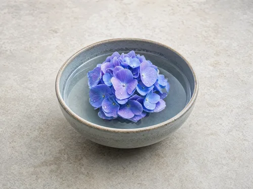 Hortensia kulhossa