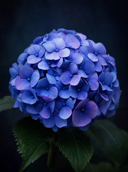 Hortensia mustalla taustalla