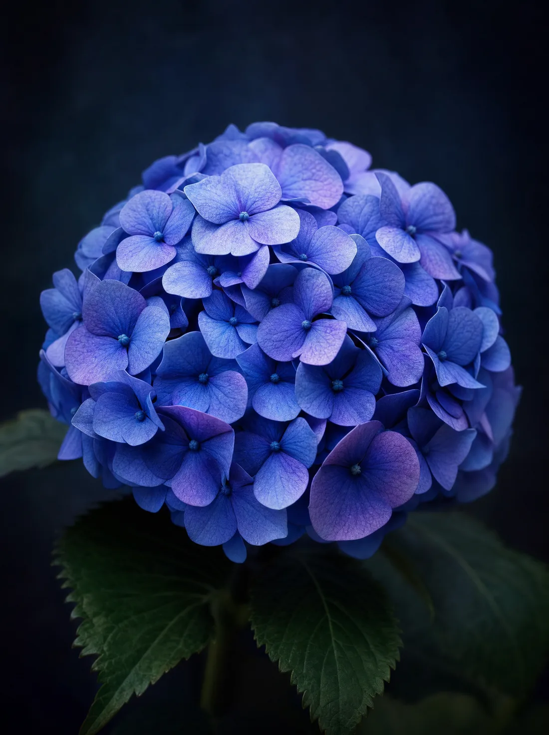 Hortensia mustalla taustalla