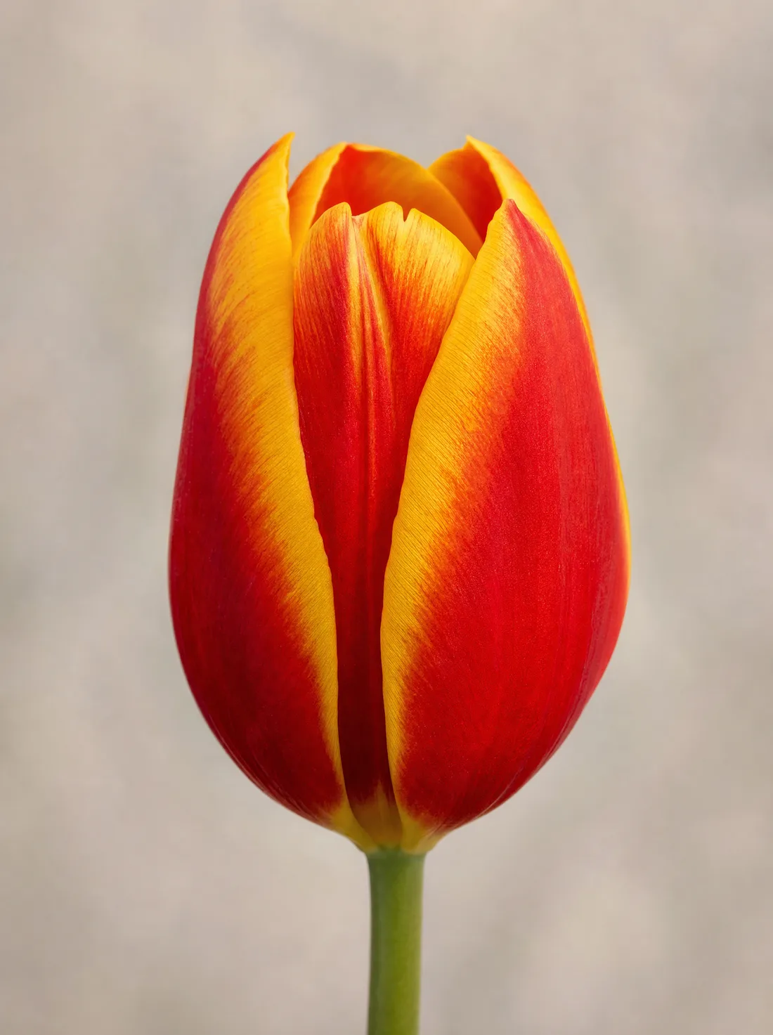 Tulppaani