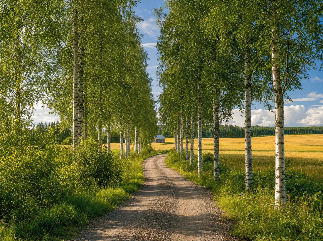 Koivutie värillinen