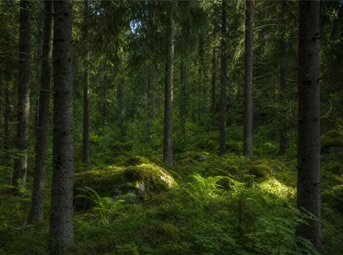 Tumma metsä