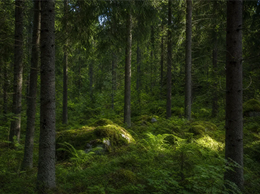 Tumma metsä